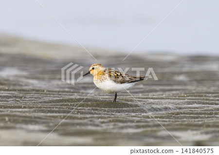 Little Stint in summer plumage in July Little Stint in summer plumage in July 141840575