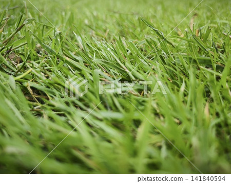Close-up of fresh green grass on a well-maintained lawn Close-up of fresh green grass on a well-maintained lawn 141840594