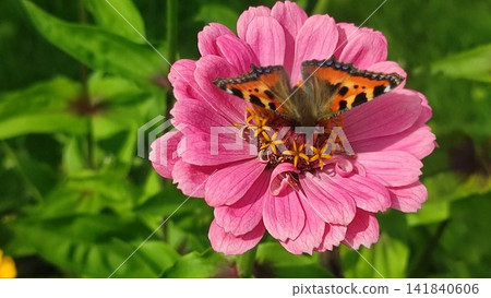 Small tortoiseshell butterfly on a lush zinnia flower 141840606