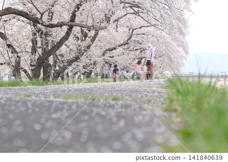 一位家長帶著孩子沿著櫻花盛開的街道漫步——這是一幅充滿春日暖意的溫馨畫面。 一位家長帶著孩子沿著櫻花盛開的街道漫步——這是一幅充滿春日暖意的溫馨畫面。 141840639