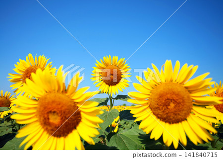 Sunflower field 2023 Sunflower field 2023 141840715