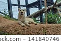 Relaxing female lion Relaxing female lion 141840746