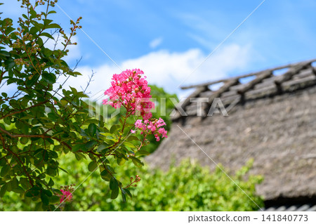 Summer sky and vibrant crape myrtle flowers Summer sky and vibrant crape myrtle flowers 141840773