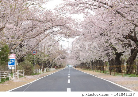日本典型的春季旅遊景點,福島縣富岡町夜之森櫻花盛開的街道和寧靜的道路景色。 日本典型的春季旅遊景點,福島縣富岡町夜之森櫻花盛開的街道和寧靜的道路景色。 141841127