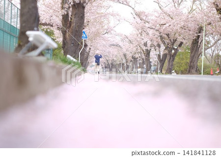 福島縣富岡町夜之森的櫻花樹景色，鏡頭聚焦在堆積在地上的美麗櫻花花瓣上。 141841128