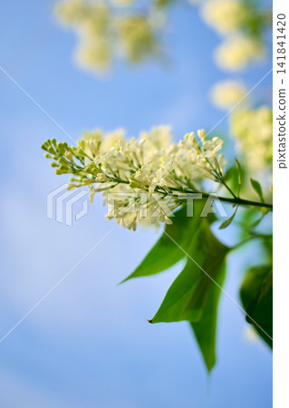 White Lilac Inflorescence Against Blue Sky with Copy Space White Lilac Inflorescence Against Blue Sky with Copy Space 141841420