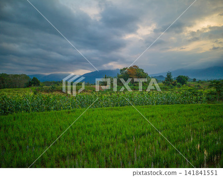 Aerial view of farmers wearing conical hats working in the lush green Tegalalang rice terraces in Tegalalang, Bali, Indonesia. Aerial view of farmers wearing conical hats working in the lush green Tegalalang rice terraces in Tegalalang, Bali, Indonesia. 141841551