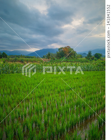 Aerial view of farmers wearing conical hats working in the lush green Tegalalang rice terraces in Tegalalang, Bali, Indonesia. Aerial view of farmers wearing conical hats working in the lush green Tegalalang rice terraces in Tegalalang, Bali, Indonesia. 141841552