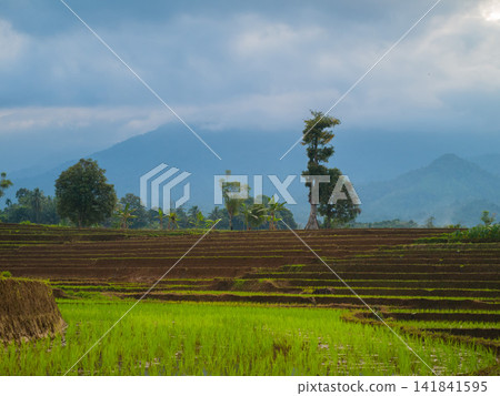 Aerial view of farmers wearing conical hats working in the lush green Tegalalang rice terraces in Tegalalang, Bali, Indonesia. 141841595