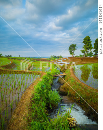 Aerial view of farmers wearing conical hats working in the lush green Tegalalang rice terraces in Tegalalang, Bali, Indonesia. 141841614