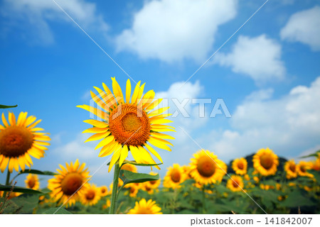 Sunflower field 1666 Sunflower field 1666 141842007