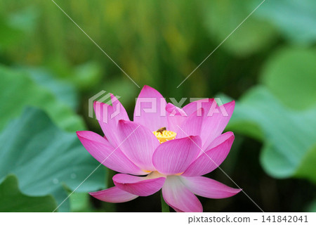蓮花 1180533 蓮花 1180533 141842041