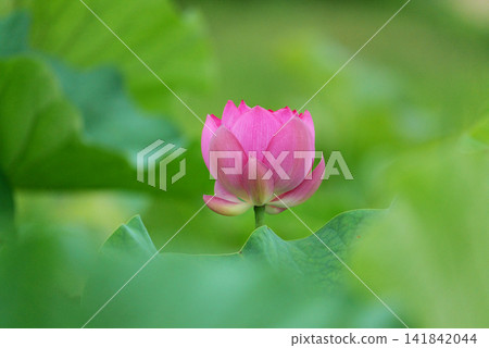 蓮花 1180570 141842044