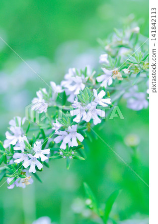 Coastal Rosemary, Cunila fruticosa or Native Rosemary or Westringia fruticosa Smokey or Westringia fruticosa Willd Druce or white flower Coastal Rosemary, Cunila fruticosa or Native Rosemary or Westringia fruticosa Smokey or Westringia fruticosa Willd Druce or white flower 141842113
