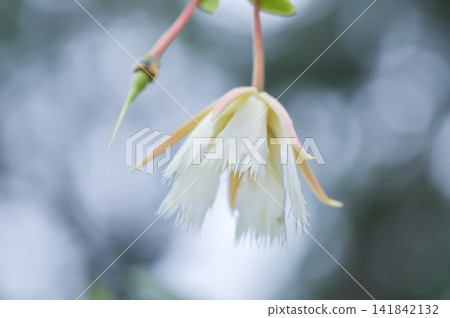 Elaeocarpus grandiflorus Sm, Fairy petticoats or Lily of the valley or ELAEOCARPACEAE or white flower Elaeocarpus grandiflorus Sm, Fairy petticoats or Lily of the valley or ELAEOCARPACEAE or white flower 141842132