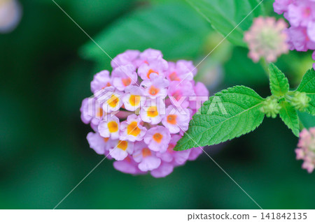 Lantana camara L, Cloth of gold or Hedge flower or Lantana or Weeping lantana or White sage or VERBENACEAE or pink flower Lantana camara L, Cloth of gold or Hedge flower or Lantana or Weeping lantana or White sage or VERBENACEAE or pink flower 141842135