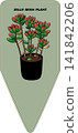 多肉植物，紅景天（彩虹球），植物標籤 141842206