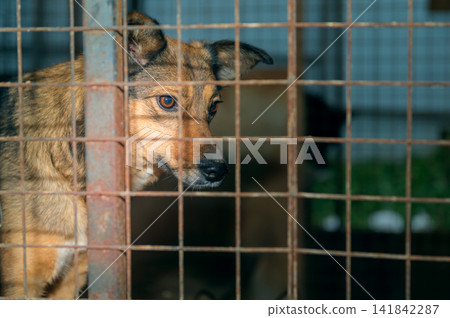 Homeless Dog in Animal Shelter Kennel Waiting for Adoption Homeless Dog in Animal Shelter Kennel Waiting for Adoption 141842287