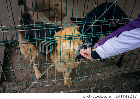 Female Volunteer Hand Feeding Homeless Dogs at Animal Shelter Female Volunteer Hand Feeding Homeless Dogs at Animal Shelter 141842288