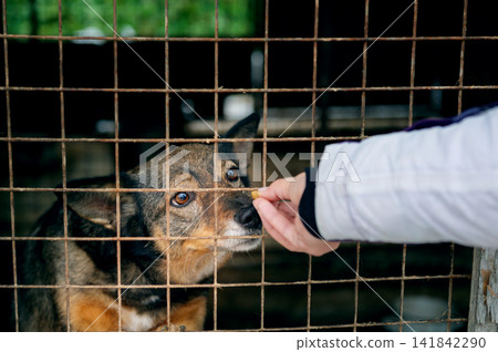 Female Volunteer Hand Feeding Homeless Dogs at Animal Shelter Female Volunteer Hand Feeding Homeless Dogs at Animal Shelter 141842290