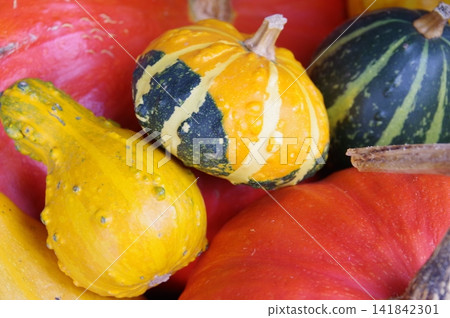 Autumn pumpkin for store decoration 1 Autumn pumpkin for store decoration 1 141842301