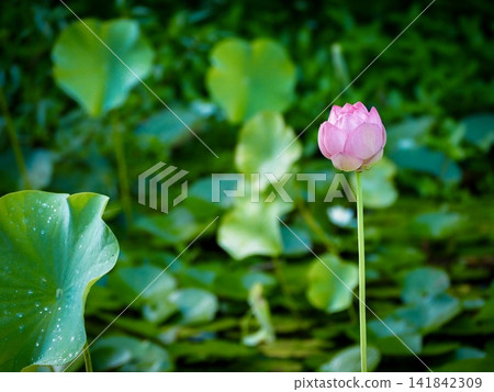 蓮花 141842309