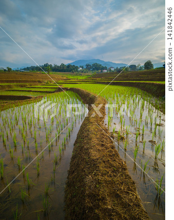 Aerial view of farmers wearing conical hats working in the lush green Tegalalang rice terraces in Tegalalang, Bali, Indonesia. Aerial view of farmers wearing conical hats working in the lush green Tegalalang rice terraces in Tegalalang, Bali, Indonesia. 141842446