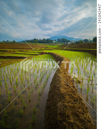 Aerial view of farmers wearing conical hats working in the lush green Tegalalang rice terraces in Tegalalang, Bali, Indonesia. Aerial view of farmers wearing conical hats working in the lush green Tegalalang rice terraces in Tegalalang, Bali, Indonesia. 141842447