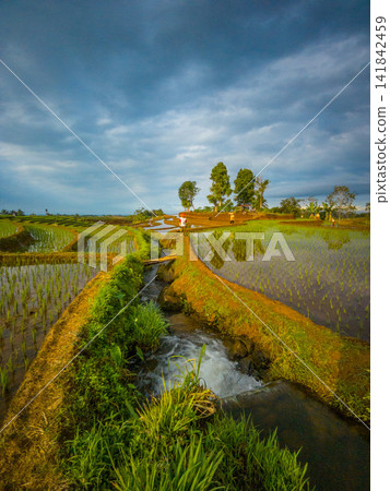 Aerial view of farmers wearing conical hats working in the lush green Tegalalang rice terraces in Tegalalang, Bali, Indonesia. Aerial view of farmers wearing conical hats working in the lush green Tegalalang rice terraces in Tegalalang, Bali, Indonesia. 141842459
