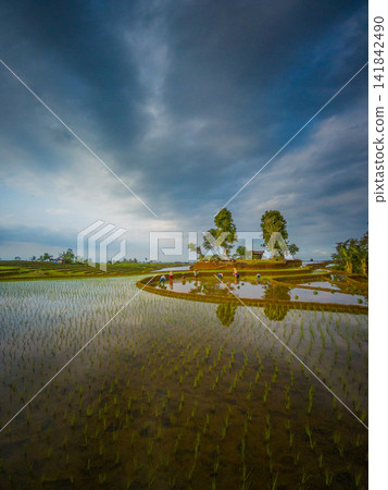Aerial view of farmers wearing conical hats working in the lush green Tegalalang rice terraces in Tegalalang, Bali, Indonesia. Aerial view of farmers wearing conical hats working in the lush green Tegalalang rice terraces in Tegalalang, Bali, Indonesia. 141842490