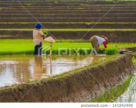 Aerial view of farmers wearing conical hats working in the lush green Tegalalang rice terraces in Tegalalang, Bali, Indonesia. Aerial view of farmers wearing conical hats working in the lush green Tegalalang rice terraces in Tegalalang, Bali, Indonesia. 141842498