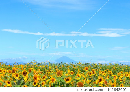 Yokosuka City Nagai Uminote Park Soleil Hill Sunflower Field Yokosuka City Nagai Uminote Park Soleil Hill Sunflower Field 141842601