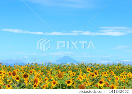 Yokosuka City Nagai Uminote Park Soleil Hill Sunflower Field Yokosuka City Nagai Uminote Park Soleil Hill Sunflower Field 141842602