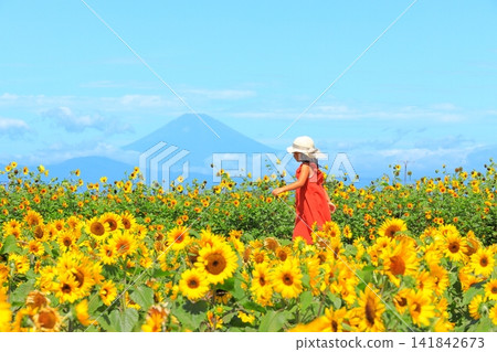 Yokosuka City Nagai Uminote Park Soleil Hill Sunflower Field 141842673