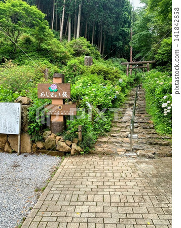Ajisai-zaka (Hydrangea Slope), Ohirayama, Tochigi Prefecture Ajisai-zaka (Hydrangea Slope), Ohirayama, Tochigi Prefecture 141842858