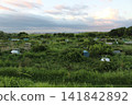 Field scenery, agriculture 141842892