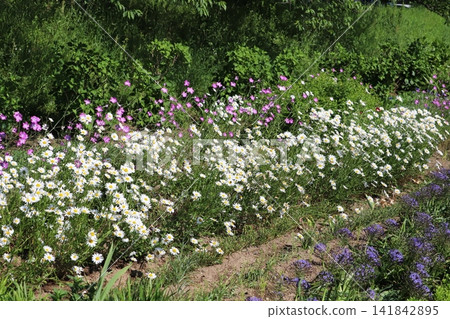 Pink cornflowers, white oxeye daisies, and purple giant scilloides flowers bloom in the spring park. Pink cornflowers, white oxeye daisies, and purple giant scilloides flowers bloom in the spring park. 141842895