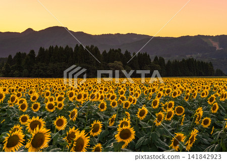 Sunflower field at dusk (Tsunan Sunflower Square) Sunflower field at dusk (Tsunan Sunflower Square) 141842923
