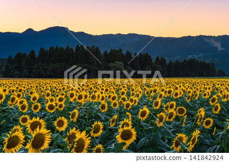 Sunflower field at dusk (Tsunan Sunflower Square) Sunflower field at dusk (Tsunan Sunflower Square) 141842924