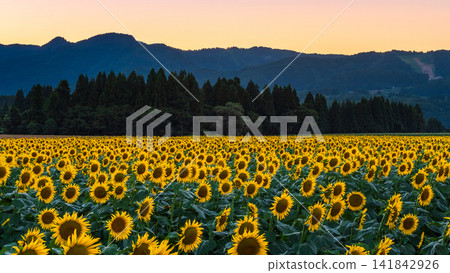 Sunflower field at dusk (Tsunan Sunflower Square) Sunflower field at dusk (Tsunan Sunflower Square) 141842926