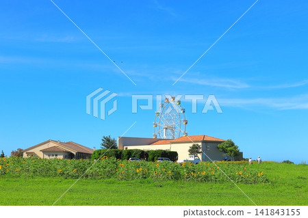 Yokosuka City, Soleil Hill: Sunflower field and Ferris wheel Yokosuka City, Soleil Hill: Sunflower field and Ferris wheel 141843155