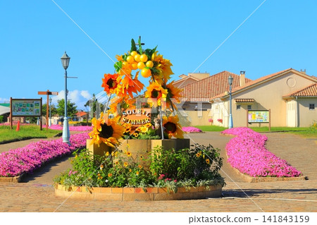 Yokosuka City, Soleil Hill: Sunflower field and Ferris wheel Yokosuka City, Soleil Hill: Sunflower field and Ferris wheel 141843159