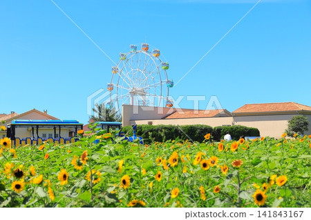 Yokosuka City, Soleil Hill: Sunflower field and Ferris wheel Yokosuka City, Soleil Hill: Sunflower field and Ferris wheel 141843167