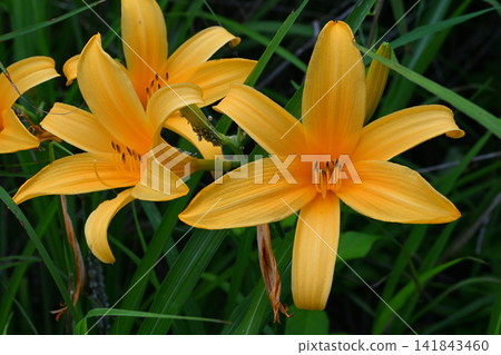 Close-up of a daylily flower Close-up of a daylily flower 141843460