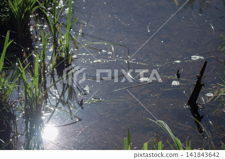 Pond, water surface, light, reeds, aquatic plants, waterside, reflection, nature, wetland, waterscape Pond, water surface, light, reeds, aquatic plants, waterside, reflection, nature, wetland, waterscape 141843642