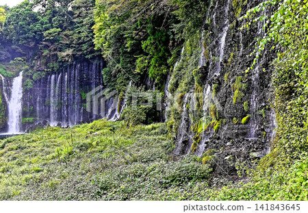 Shiraito Falls (at the foot of Mt. Fuji, Shizuoka Prefecture) Shiraito Falls (at the foot of Mt. Fuji, Shizuoka Prefecture) 141843645