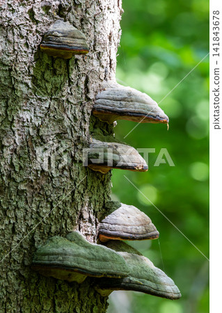 Tinder fungus growing on tree trunk in forest 141843678
