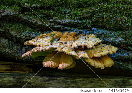 Chicken of the woods fungi growing on mossy tree log Chicken of the woods fungi growing on mossy tree log 141843679