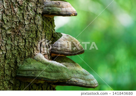 Tinder fungus growing on tree trunk in forest 141843680