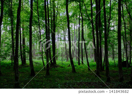 Bialowieza forest primeval trees standing in lush green woodland Bialowieza forest primeval trees standing in lush green woodland 141843682